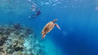 Turtle visit @ Snorkling Extravaganza, Constance Moofushi, 26 August 2025