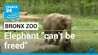 Bronx zoo elephant ruling: State court orders elephant can't be freed, must stay &bull; FRANCE 24