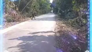 Cctv Jalan Raya Talang Seleman Oyi
