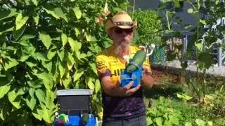 Zanny Zucchini Races