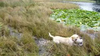 Gundog Training Made Easy - How to train your gun dog