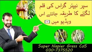 super Napier Grass Co 5