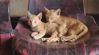 Cat Feeding | cats |