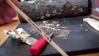 Hand drill.. Mimosa tree on Sunflower root
