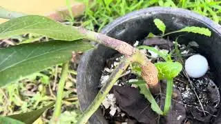 2 feet Grafted Avocado (Flowering)