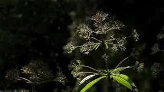 4K Llowers macro backgrounds leaf water action
