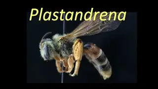 Plastandrena (Andrenidae)