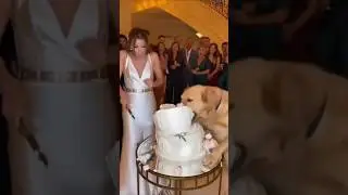 the dog eat the wedding cake