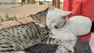 Cute cats chilling 😻 | new cat video | cute cat video #cat #catvideos #catlovers #cutecat #trending 