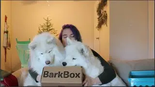 Stocking Stuffers for Your Dogs and BarkBox Unboxing!
