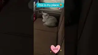 #cat #keşfet #kedi #funny #trend #kitten #cute #viralpost #sweet #love #rich #kitty 🥰Sweet😻🤣