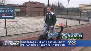 The PSPCA Hold An Eagles-Themed Fashion Show For Dogs Up For Adoption