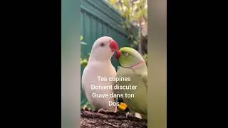 ELLE C TROUV&Eacute;E UN MEC @jobul456 #videodrole #humour #drole #mdr #marrant #rigolo #funny #animals