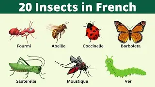 Learn 20 Insect Names in French | French Vocabulary