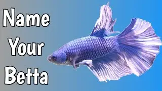 Name Your Betta: A to Z Betta Fish Name Ideas