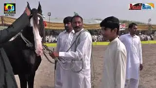 Kala Kanta lWhite l All Punjab Horse Dance l Ravi vs Chana vs Nelie l 27 Oct 2020 l