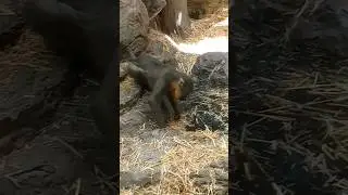 Monkey almost slips in water😨🙈💦#animals #shorts #birds