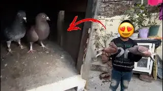 New pair🕊️ || Kabootar ka ghar change😍 kr diya || Gaurav gc vlogs