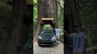 Klamath Tour Thru Tree