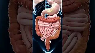 Loose Motion Explained in 3D animation | Digestive System Animation