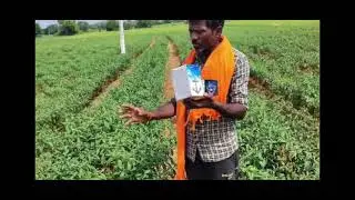 BASF exponus and pirate on chilli crop telugu farmer