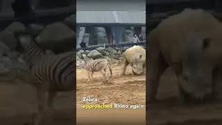 Zebra tries to kick the Rhino to show his muscle strength #zebra #rhino#animal #wildlife