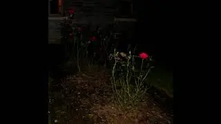 ZWALL - without u