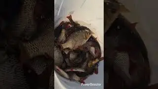 ROTFEDERN reinbestand ein Traum von FISCH