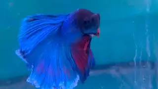 Puppies macaws farm to table salad garden betta ranch fish gemsbok antelopes Napa Valley 16586