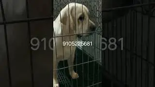 labrador stud service available