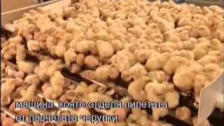 How it's made - Mass production chicken fabric chicken factory BG subtitles