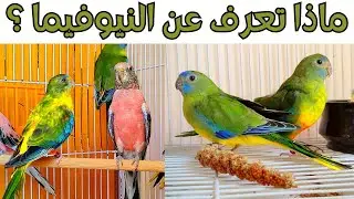 المعلومات الأساسيه عن طائر النيوفيما