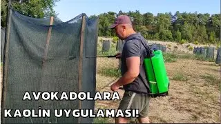 AVOKADOLARA KAOLİN UYGULAMASI❗