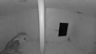 Barn owl - Schleiereule - Tyto alba