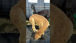 Cute Alpaca&rsquo;s at PA farm show 🦙 #usa #pennsylvania #alpaca #beauty #animals #nature #viral #shorts