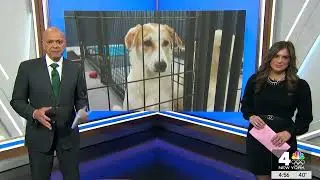 Paws of War Hosts Homecoming for Dogs Rescued by Deployed U.S. Service Members