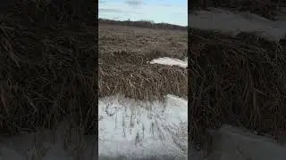 Late Season Bow Hunting Tactics #iowa #bowhunting