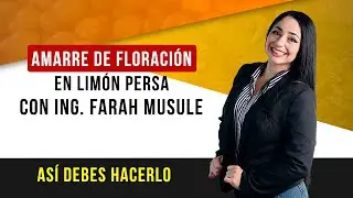 Amarrre De Floración En Limón Persa - Así Debes Hacerlo