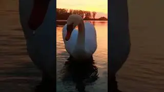 The Swans and the Sunset