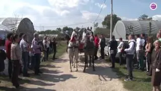 BORKO RADIVOJEVIĆ - STANKOVA I JOVANINA SVADBA - GRABOVAC - DOLAZAK PO MLADU,GAĐANJE JABUKE
