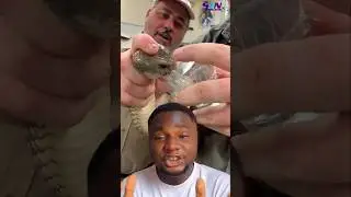Яд кобры слишком смертелен