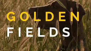 Walking in golden fields with Beasley the Vizsla