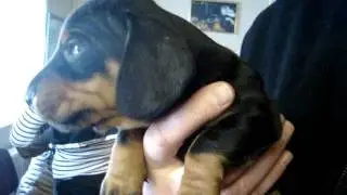 P&aring; hundetur