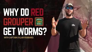 Why do Red Grouper get worms MORE OFTEN than other Grouper Species?