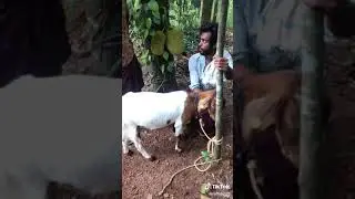 adjust ചെയ്യുവൊ | | Rafi Dq | Rafi vlog | Malayalam comedy | TikTok comedy | Malayalam WhatsApp stat