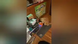 WOW BEST JUMP SCARE EVER #SCARY #WILD #SCAREME #CAT #JOKE ##LOL #LAUGHING #PETOWNE #GO