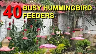 1000's of Hummingbirds at Feeders in Colombia