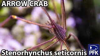 ARROW CRAB (Stenorhynchus seticornis)