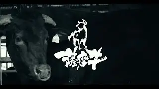PV｜薩摩牛（字幕：中国語）
