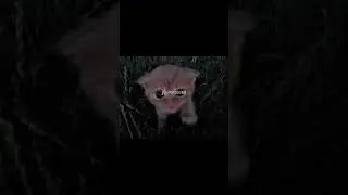 this cats so cute, song: i saw you in my dream - cursedcry #cat #catshorts #kitten #cute #us #fyp